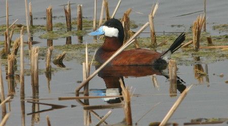 Ruddy Duck