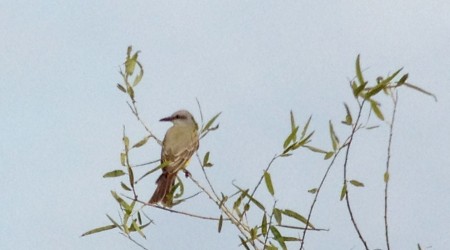 distant Tropical Kingbird digiscoped out over the "River of Grass"