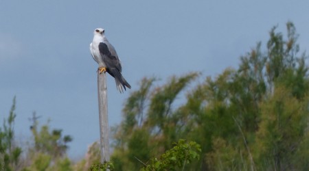 White-tailed Kite in Galveston, TX