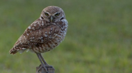 adult male Burrowing Owl - Leica V-lux 4 camera 5/27/13