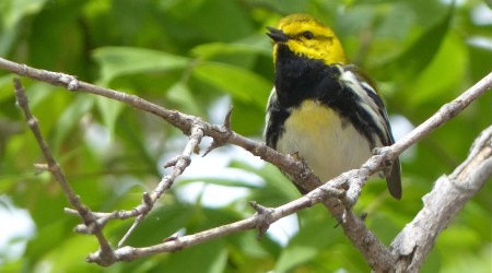 Black-throated Green Warbler (Dendroica virens)