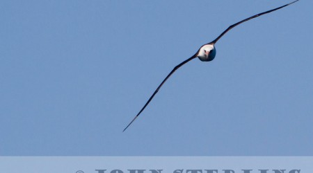 Laysan Albatross