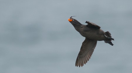 Crested Auklet photo