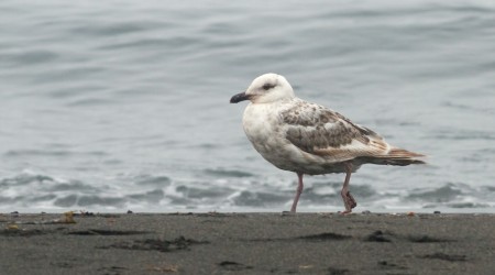 Immature Slaty-backed Gull (© Tom Johnson)