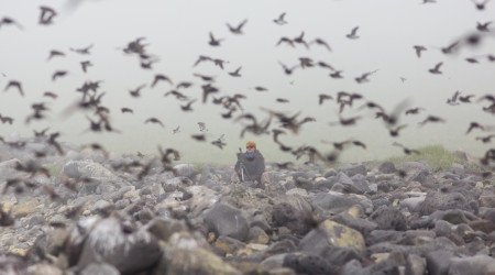 Tom taking in the auklet scene on St Paul Island (© Doug Gochfeld)