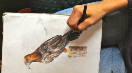Rachel Rothberg sketching a Golden Eagle seen earlier that day (© Jeff Bouton)