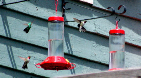 Six (of the hundreds of) hummers buzz around the feeders (© Rachel Rothberg)