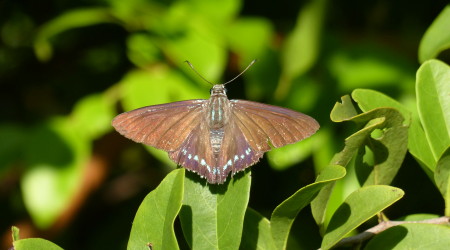 Mangrove Skipper (Phocides pigmalion)