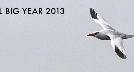 Accidental Big Year