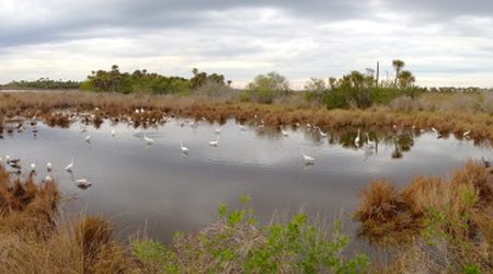 Pool full o' wading birds