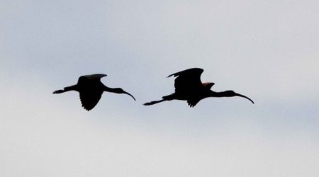 Female following male White-faced Ibis.  Female usually does not show leg extension beyond tail, but in this photo there is some due to position of tail.