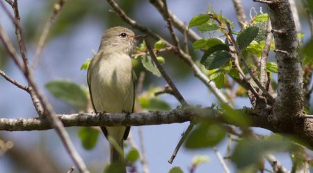 A cooperative Northern Beardless-Tyrannulet has been present at Anzalduas County Park all winter.