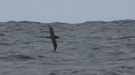 Black-footed Albatross. One of the 15 we say today = Athena lifer!