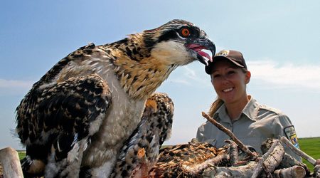 Osprey banding at Edwin B. Forsythe NWR