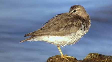 Spotted Sandpiper digiscoped along Charlotte Harbor