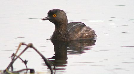 Least Grebe - Corpus Christi, TX