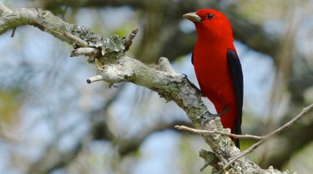 Scarlet Tanager - Leica V-lux 4 camera, Corpus Christi, TX, April 25, 2014