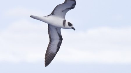 One of the few “published” images of Vanuatu Petrel (Pterodroma occulta), described to science in 2001, but perhaps not safely separable at sea from White-necked Petrel (P. cervicalis). Off Vanua Levu, Vanuatu, 26 April 2014.