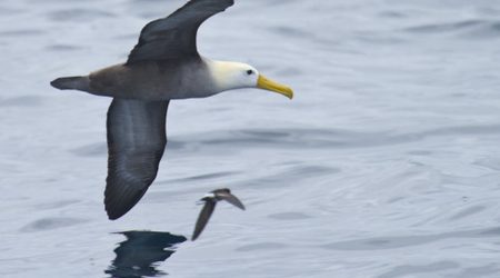 Galapagos Albatross Callao pelagic, Peru (78 of 157)