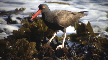 Black Oystercatcher on the rocks
