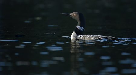 Common Loon, Burnett County, Wisconsin, June 2014.  Photo © Bill Schmoker, Leica Birding Team.