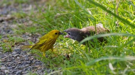 This male yellow warbler was feeding an angry brown-headed cowbird chick several times his size at Tinicum NWR in Pennsylvania.