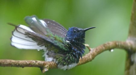bathing White-necked Jacobin digiscoped with Leica D-lux 4 & APO Televid spotting scope