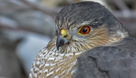 Group BINs semicircle FKH n falcons