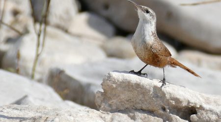 Canyon Wren captured with a Leica V-LUX (type 114) camera